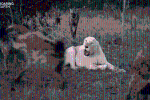 Clip: Sư tử trắng bẽ bàng chạy trốn khi bị linh cẩu cướp mồi