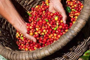 Giá cà phê hôm nay 13/10: Đà suy giảm vẫn chưa dứt