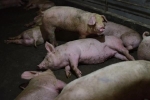 Phát hiện chủng mới của virus corona có thể lây từ lợn sang người