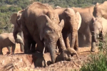 Clip: Cả đàn voi 'bàn bạc', tìm cách cứu voi con dưới hố bùn