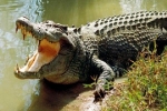 Cá sấu 70 kg sổng chuồng ở Đồng Tháp