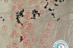 Phát hiện 5.000 bào thai hải cẩu ở bờ biển Namibia