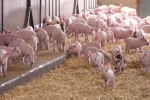 Phòng, chống bệnh dịch tả lợn châu Phi: 9 tỉnh, thành phố tái đàn lợn đạt trên 100%