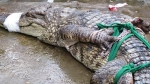 Bắt được cá sấu 15kg vô chủ bò lên sân nhà người dân ở Cà Mau