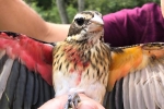 Mỹ: Phát hiện loài chim lưỡng tính quý hiếm trên thế giới