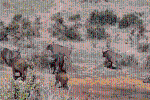 Clip: 10 con trâu rừng to lớn chạy rẽ đất vì bị voi con tấn công