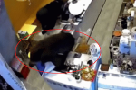 CLIP: Lợn rừng xộc vào quán trà sữa khiến nữ nhân viên nhảy qua quầy thoát thân