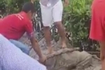 Lại phát hiện cá sấu sổng chuồng ở Cà Mau