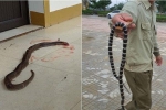Cận cảnh hàng chục con rắn bò vào nhà dân ở Hà Tĩnh sau lũ: Dài hàng mét, toàn loài kịch độc