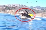 Khoảnh khắc kinh khủng: Cá voi há miệng đớp ngang thuyền, suýt nữa nuốt chửng 2 người
