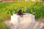 Cậu chủ nhỏ qua đời đã 3 năm, chú chó ở Long An vẫn quấn quýt bên mộ không rời khiến nhiều người bất ngờ