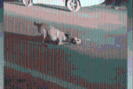 Clip: Chú chó cố gắng đánh thức mèo đã chết rồi kéo bạn vào lề đường