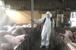 Phát hiện lợn nhiễm dịch tả châu Phi tại lò mổ ở Hải Phòng