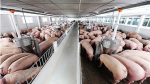 Giá lợn hơi hôm nay 14/11: Tiếp tục những chuỗi ngày biến động, cao nhất đạt 76.000 đồng/kg