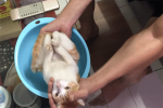 Chú mèo ở Hà Nội thành hiện tượng mạng khắp thế giới