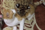 Clip: Hổ và mèo thực ra không quá khác biệt