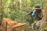 Clip: Kinh hoàng lâm tặc phá nát rừng bạch tùng hàng trăm năm tuổi ở Lâm Đồng