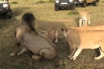 Clip: 4 sư tử cái hùa nhau đánh đuổi sư tử đực trước mắt du khách