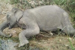 Con voi cuối cùng ở Gia Lai chết