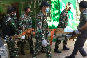 Cảnh sát Thái Lan đột kích vườn thú giả, phát hiện xác hổ bị chặt đầu