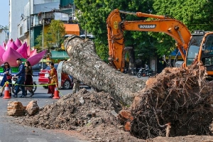 Di chuyển, chặt hạ 40 cây xanh để làm metro Nhổn - ga Hà Nội