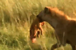 Clip: Mải đánh đuổi sư tử đực, sư tử cái để mất con vào tay kẻ thù