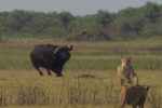 Clip: Sư tử chạy thục mạng vì bị trâu đực truy sát và cái kết lộn ngược