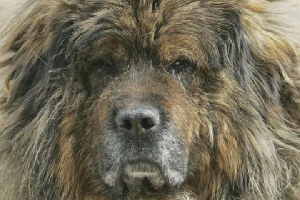 Chó ngao Tây Tạng 'hết thời', hàng nghìn con thành chó hoang nguy hiểm