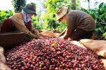 Giá cà phê hôm nay 19/12: Thị trường thế giới quay đầu, thêm nỗi lo vụ mới người trồng cà phê Tây Nguyên