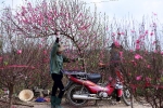 Cận cảnh người dân làng đào Nhật Tân nhộn nhịp tuốt lá đào chuẩn bị dịp tết