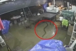 Clip: Chủ nhà 'đứng tim' khi thấy rắn hổ mang chúa khổng lồ bò vào nhà