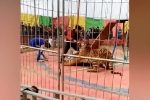 Hổ tấn công huấn luyện viên trong rạp xiếc ở Trung Quốc