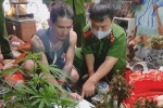 Lâm Đồng: Nguy cơ bùng phát nạn trồng cây cần sa