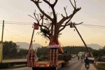 Xôn xao việc cắt điện để xe chở cây 'khủng' đi qua Hà Tĩnh