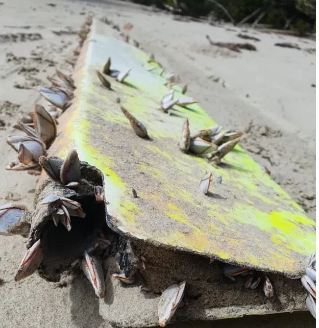  Mảnh vỡ sò bám đầy nghi của máy bay MH370.