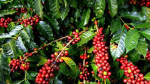Giá cà phê hôm nay 30/12: Cà phê thế giới cùng tăng, nông dân trồng Arabica phấn khởi