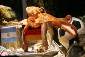 Những con vật nổi tiếng cùng bóng đá