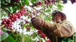 Giá cà phê hôm nay 4/1: Cơ hội và thách thức cho Robusta, doanh nghiệp chuyển hướng khi xuất khẩu gặp khó