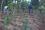 Phát hiện hơn 1.000 cây cần sa, chủ khai trồng cho… gà!