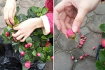 Những 'cú lừa' không ngờ khi mua cây cảnh trưng Tết: Mua táo lùn nở ra hoa dâm bụt