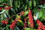Giá cà phê hôm nay 10/1: Giảm 1.000-1.200 đồng/kg trong tuần đầu năm 2021, nông dân găm hàng khi giá thấp