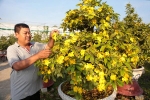 Cả nghìn cây mai Tết nở hoa sớm hơn cả tháng, nhà vườn ở Sài Gòn thiệt hại 15 tỷ đồng