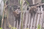 Đàn khỉ quậy tưng bừng ở quận 12, TP.HCM