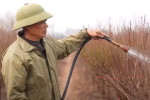Đào Nhật Tân có nguy cơ mất mùa vì rét đậm kéo dài