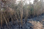 Bắc Giang: Cháy rừng tự nhiên, thiệt hại khoảng 7000 m2