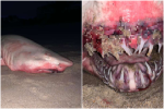 Cá mập khổng lồ chết dạt bờ với tấm thân nhuộm đỏ, nhưng danh tính thủ phạm mới là thứ gây bất ngờ