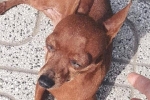 Đến lượt một chú chó ở tiệm photo bị lập page anti vì tội hay dí khách, 4 ngày đã có 3,5K followers