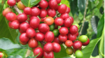 Giá cà phê hôm nay 17/1: Tăng 300 - 500 đồng/kg so với đầu tuần, dự đoán lên mức 33 triệu đồng/tấn