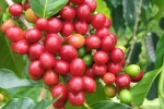 Giá cà phê hôm nay 17/1: Tăng 300-500 đồng/kg so với đầu tuần, dự đoán lên mức 33 triệu đồng/tấn