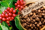 Giá cà phê hôm nay 20/1: Tăng 100-200 đồng/kg, bất chấp đại dịch, nhu cầu cà phê Robusta vẫn cao